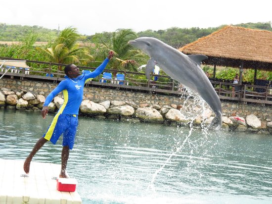 Dolphin Cove Tour