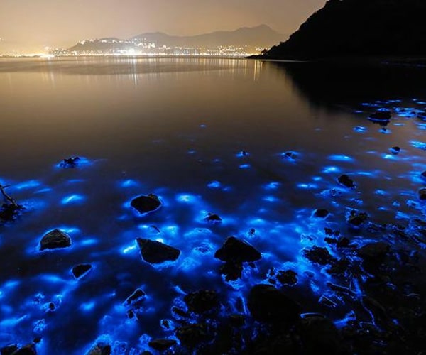 Luminous Lagoon (Glistening Waters) Tour
